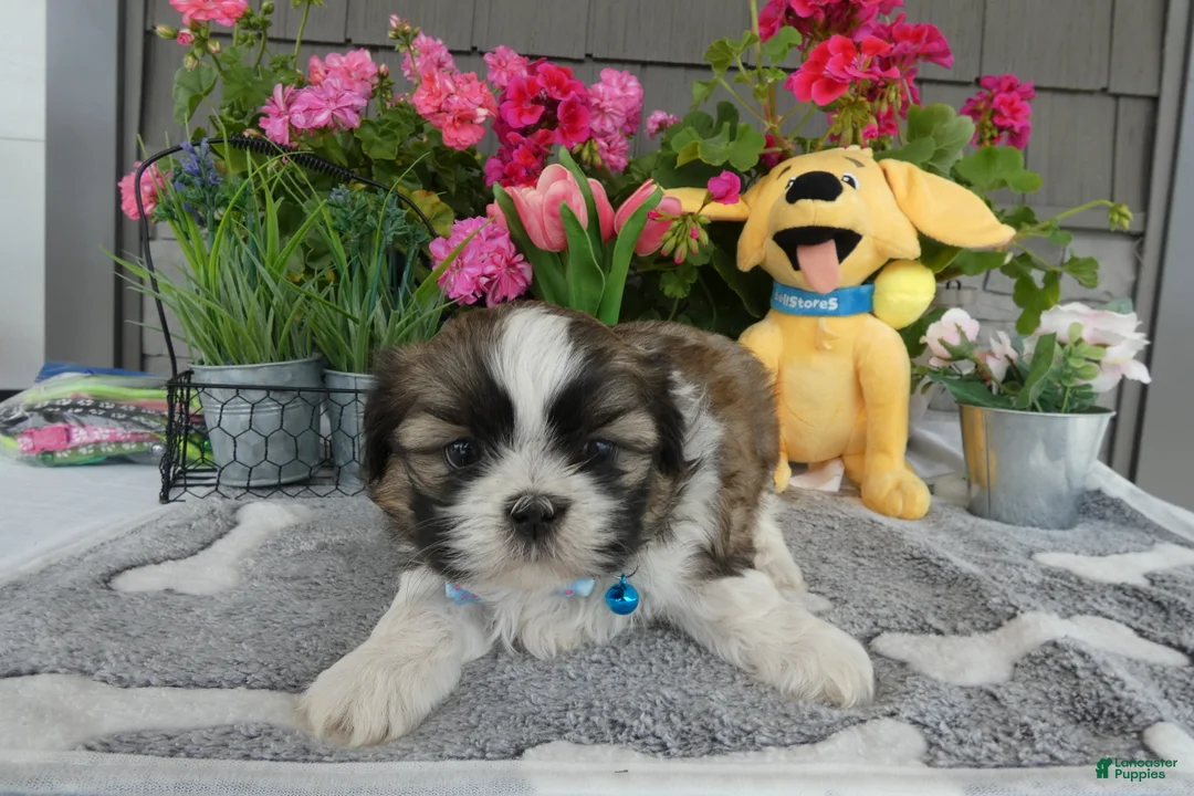 Shih Tzu dogs for sale: Shih Tzu 2 Midas - Ad 2