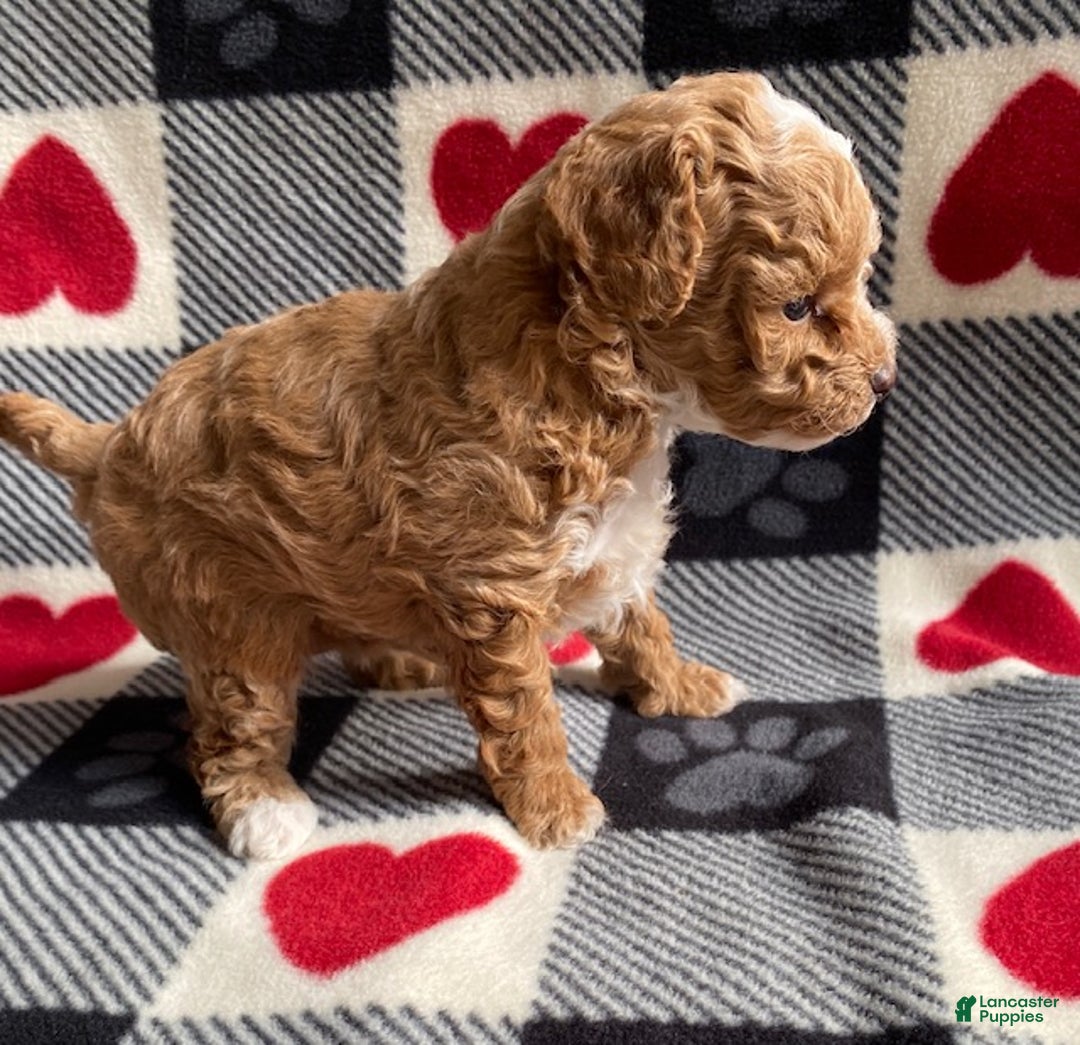 Toy Poodle dogs for sale: Angel - Ad 2