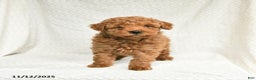 Miniature Poodle dogs for sale: Freddie - Ad 2