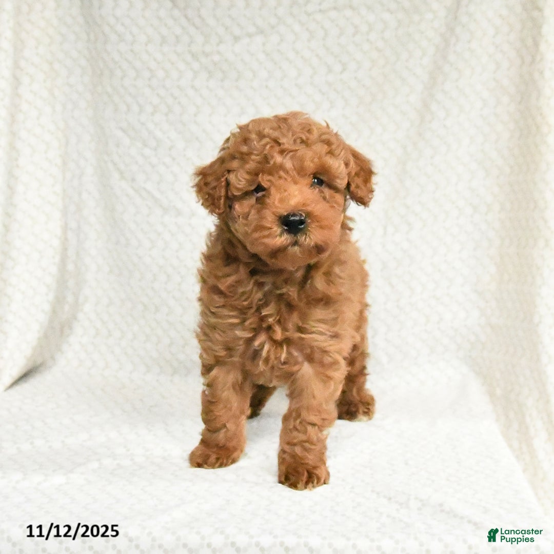 Miniature Poodle dogs for sale: Freddie - Ad 2
