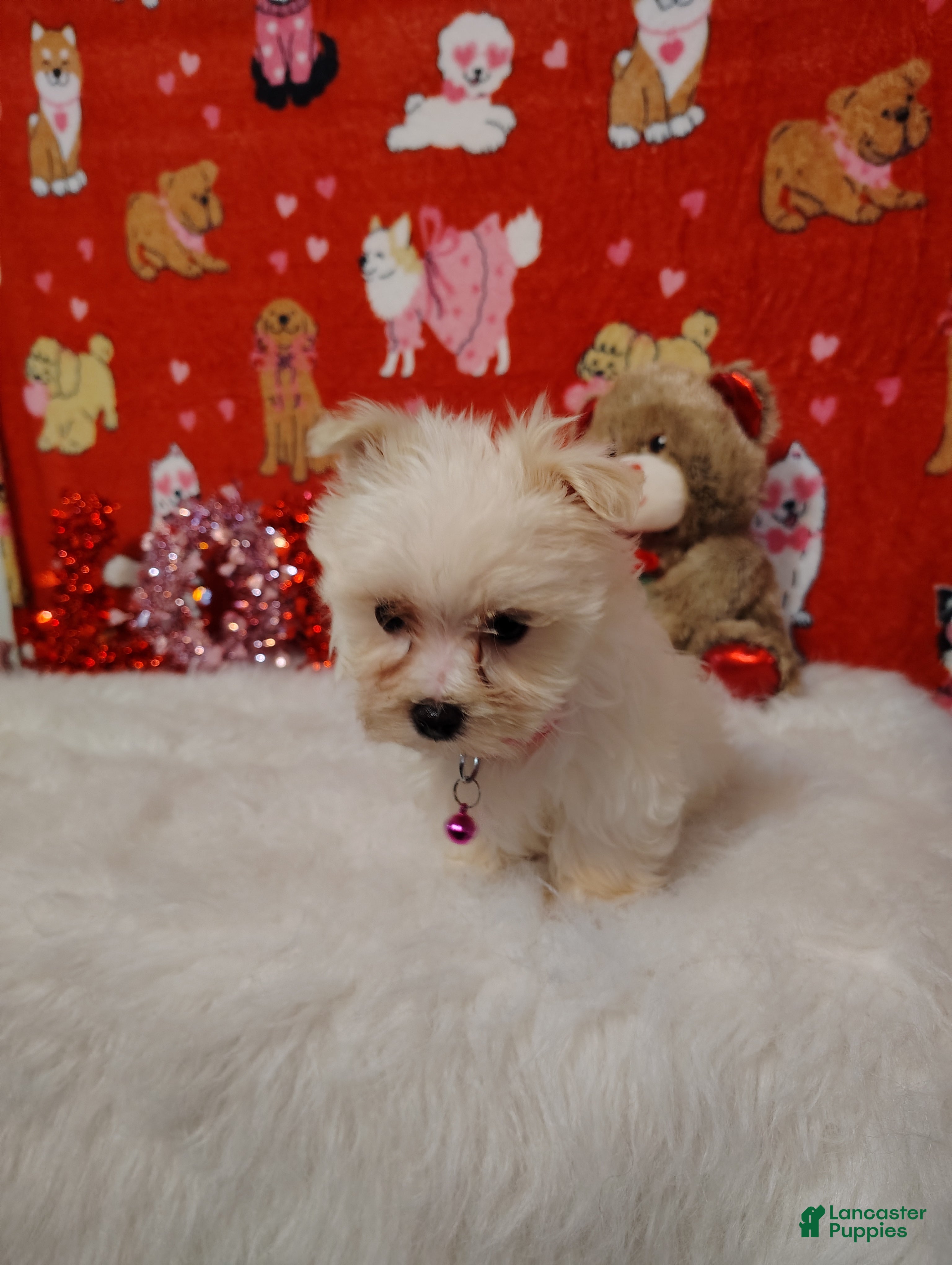 Maltese dogs Olivia - pink - Ad 2