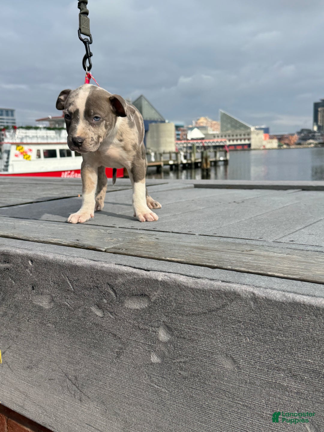 American Bully dogs for sale: Greyjoy  - Ad 6