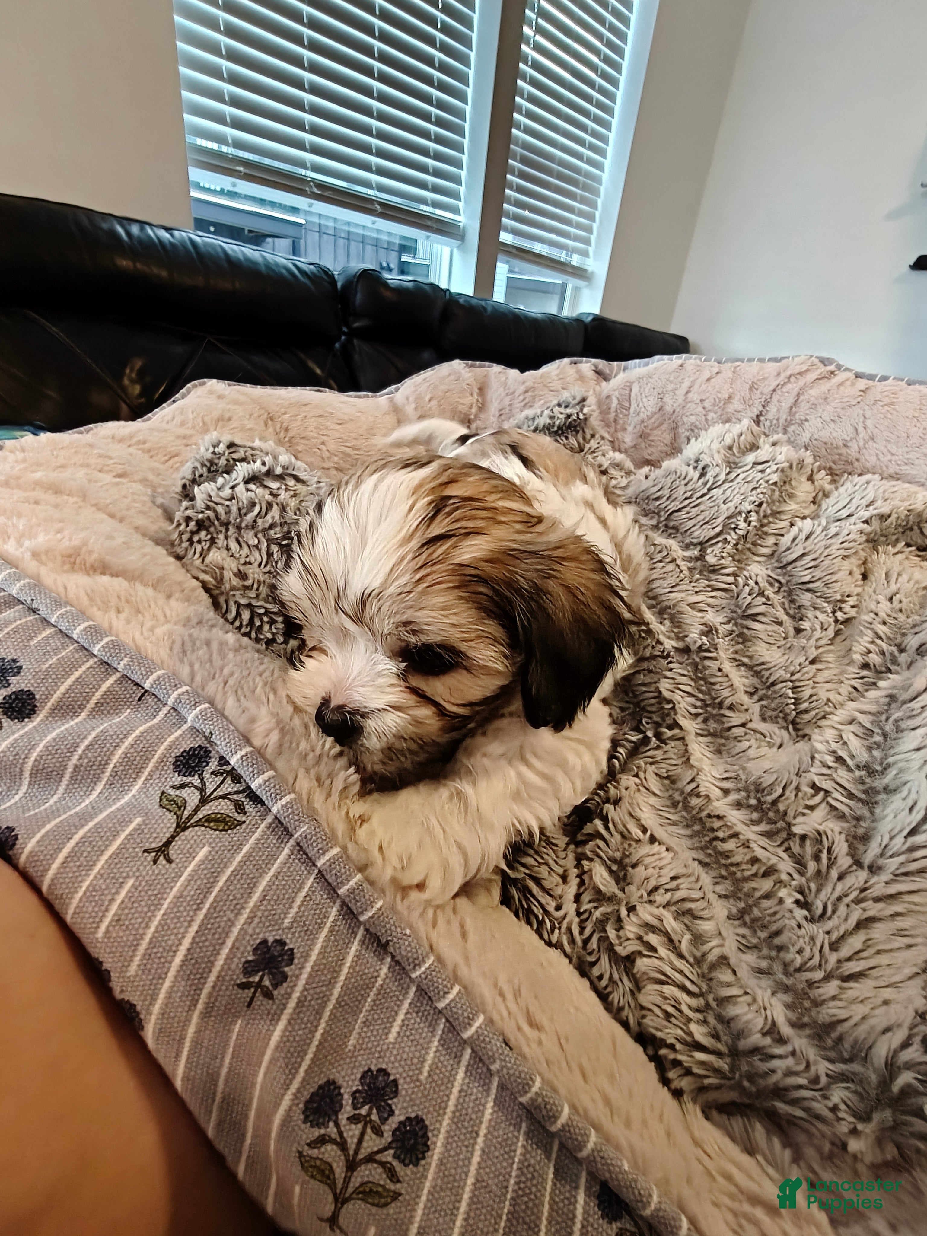 Mixed Breed dogs Coffee - Ad 41