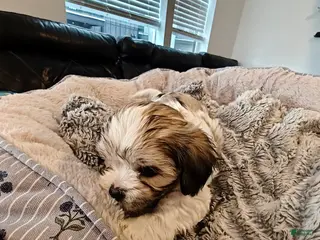 Mixed Breed dogs Coffee - Ad 41