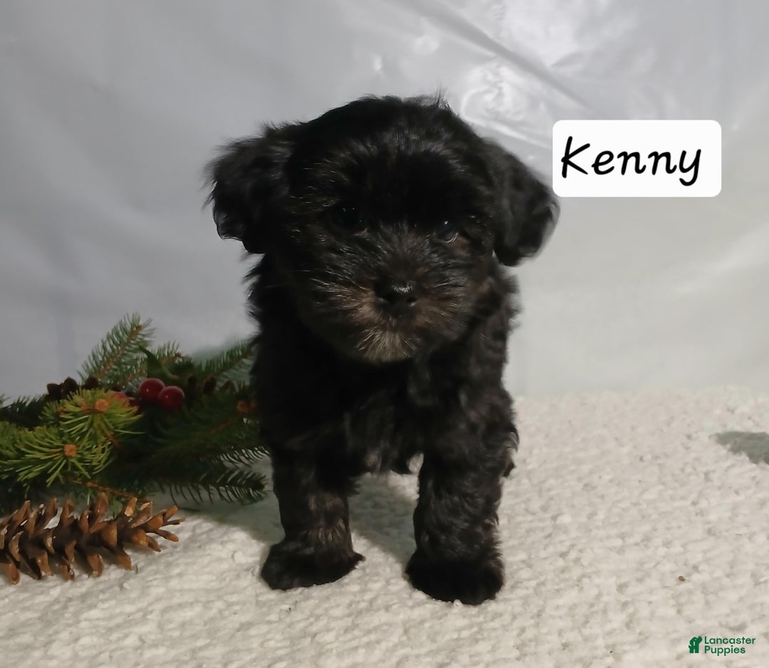 Yorkiepoo dogs for sale: Kenny - Ad 2