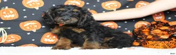 Cockapoo dogs for sale: Toffee  - Ad 5