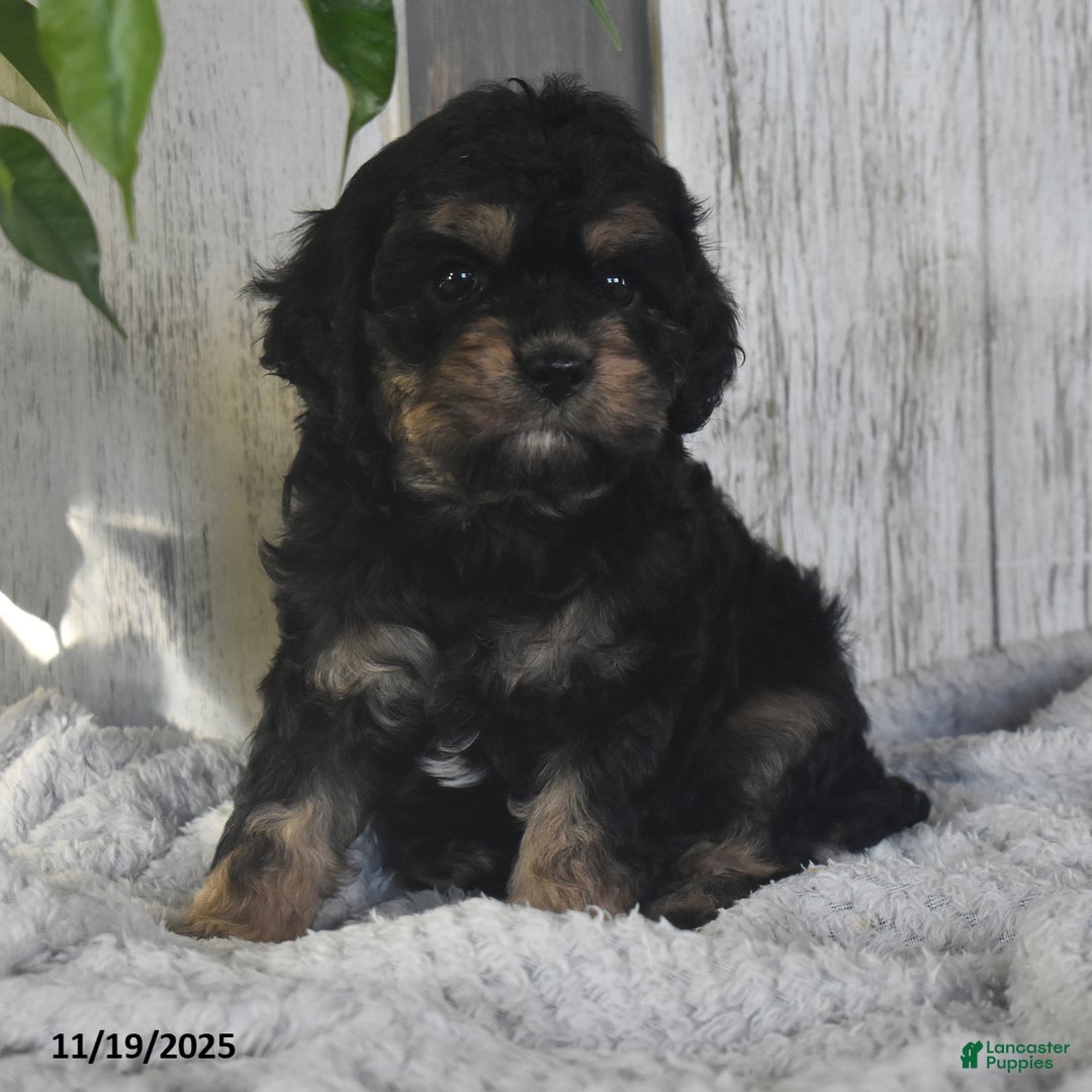 Cavapoo dogs for sale: Jacky - Ad 6