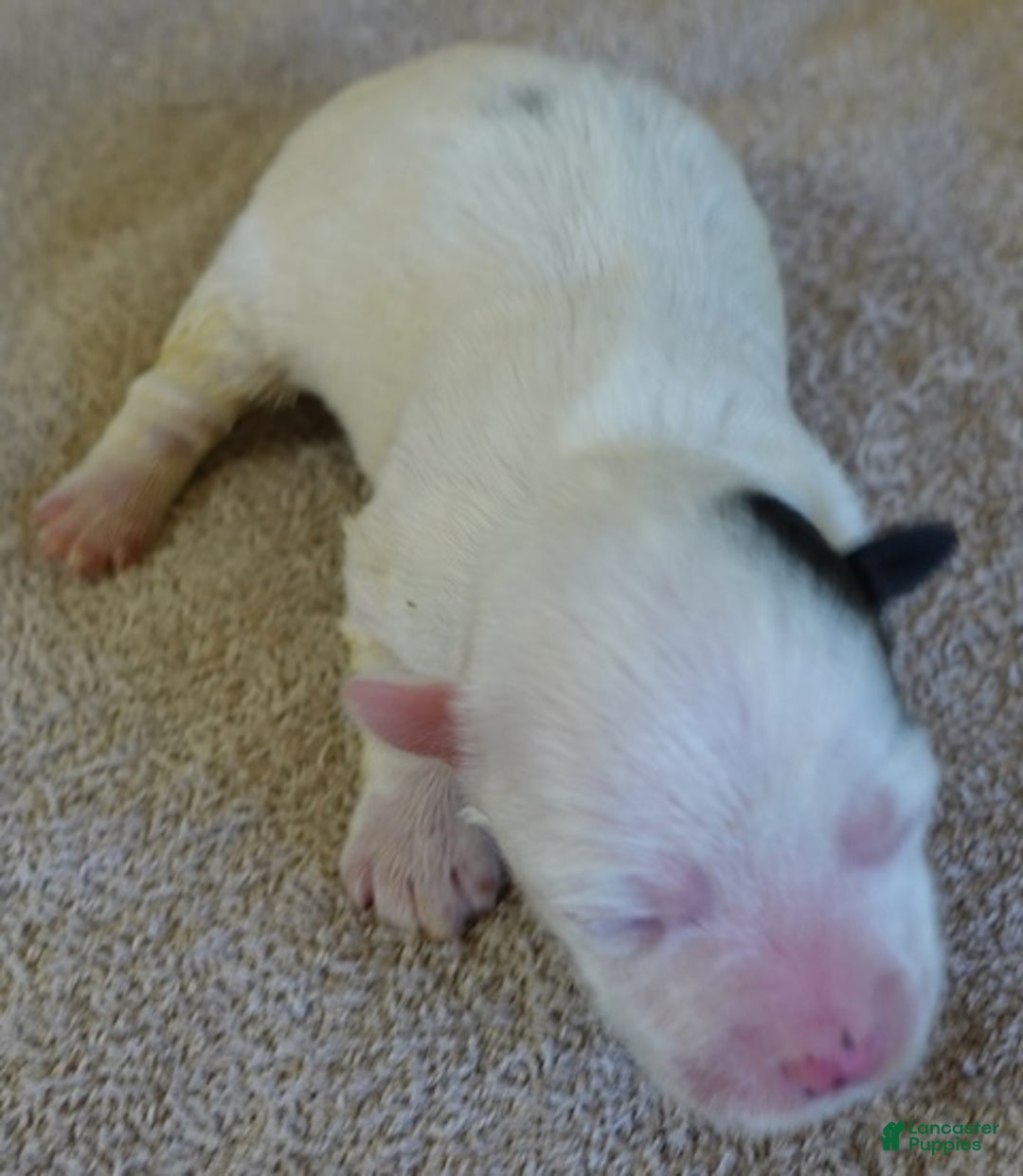 Yorkshire Terrier dogs for sale: Lyra super unique - Ad 7