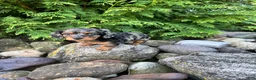 Miniature Dachshund dogs for sale: Carly  - Ad 16