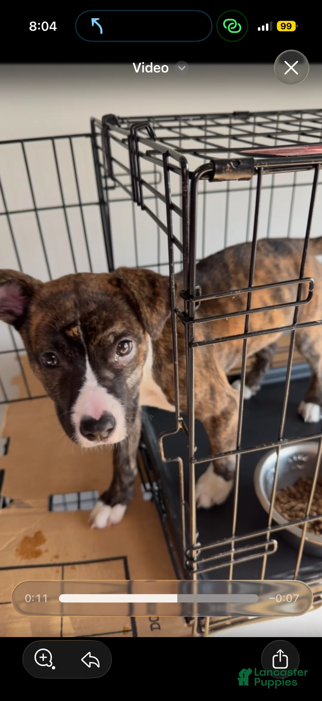 Staffordshire Bull Terrier dogs for sale: Staffordshire Bull Terrier Puppy 1 - Ad 1