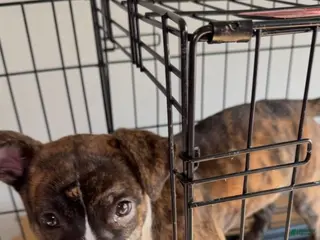 Staffordshire Bull Terrier dogs Staffordshire Bull Terrier Puppy 1 - Ad 1