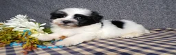 Havanese dogs for sale: King - Ad 4