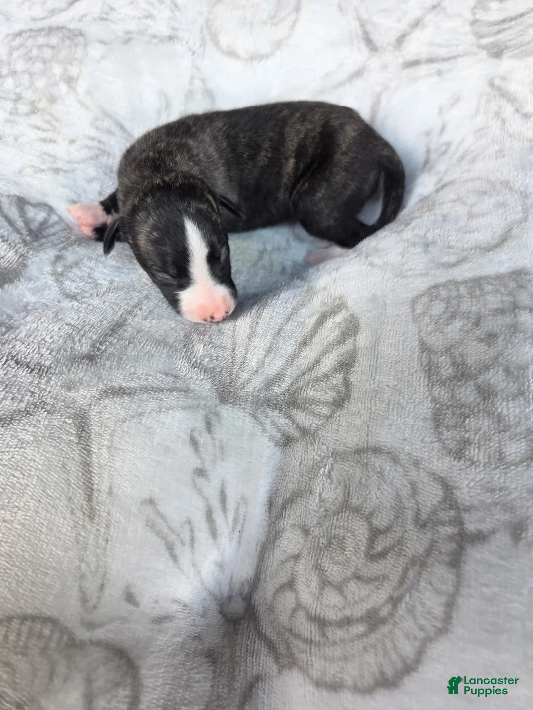 Whippet dogs for sale: Boy 6 - Ad 3
