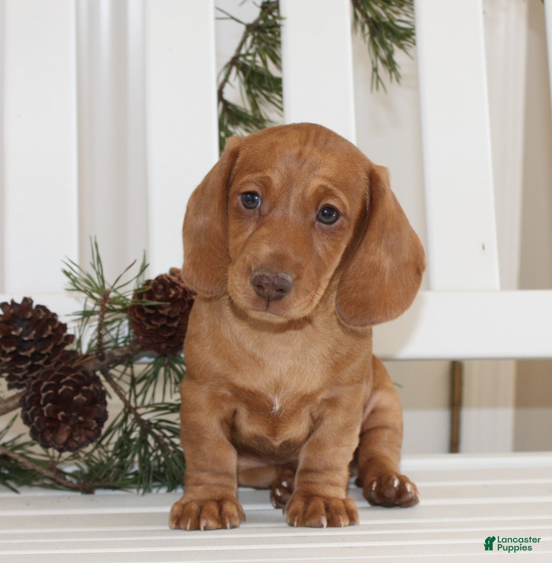 Miniature Dachshund dogs for sale: Bennett - Ad 3