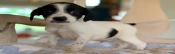 Mixed Breed dogs for sale: Hoodle 5 - Ad 2