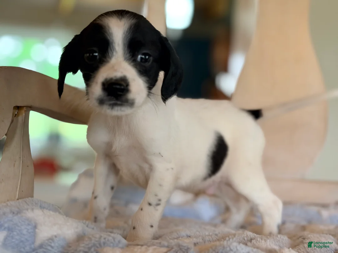 Mixed Breed dogs for sale: Hoodle 5 - Ad 2