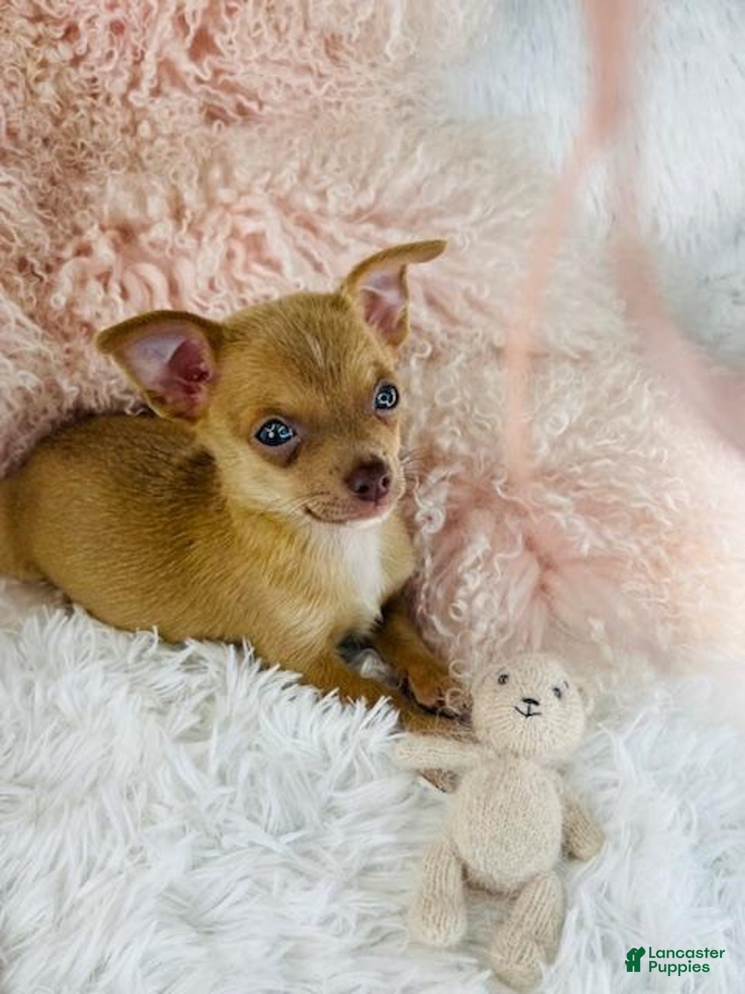 Chihuahua dogs for sale: Teacup Chihuahua - Ad 2