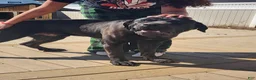 Cane Corso dogs for sale: Cane Corso Puppy 1 - Ad 19