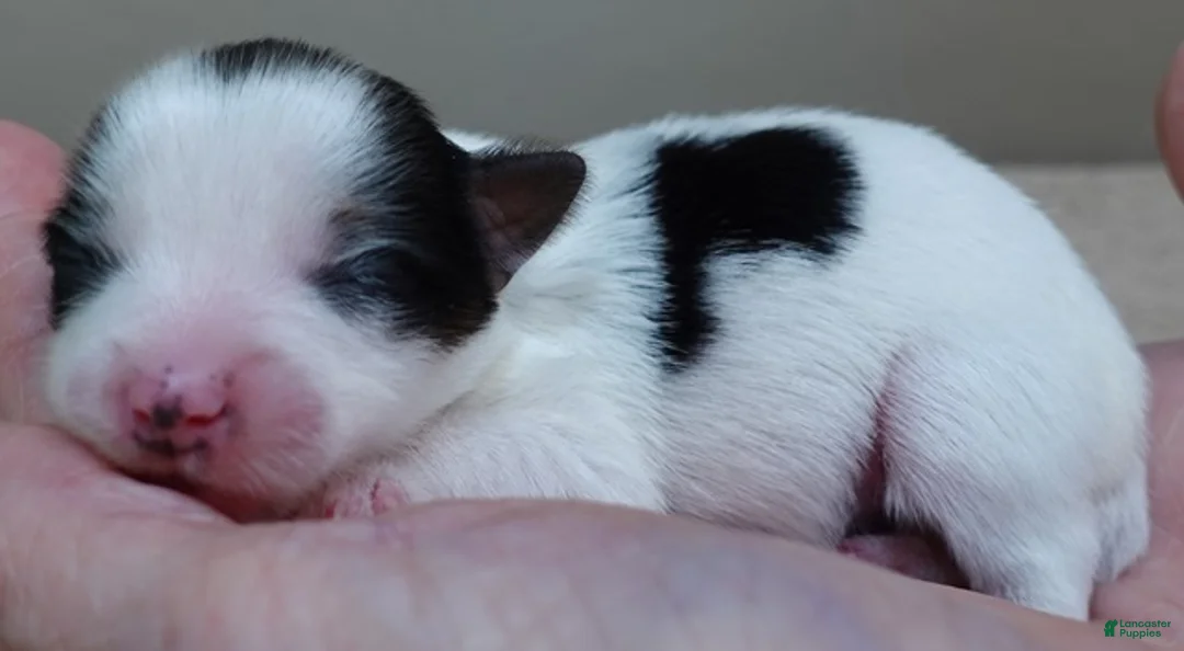 Yorkshire Terrier dogs for sale: Tansy - Ad 2