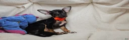 Chihuahua dogs for sale: Hawk-Eye (Tri-color) - Ad 3