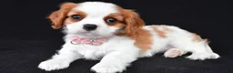 Cavalier King Charles Spaniel dogs for sale: Abigail - Ad 7