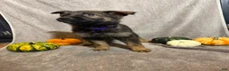 German Shepherd dogs for sale: Emily (Purple Collar Female)  - Ad 2