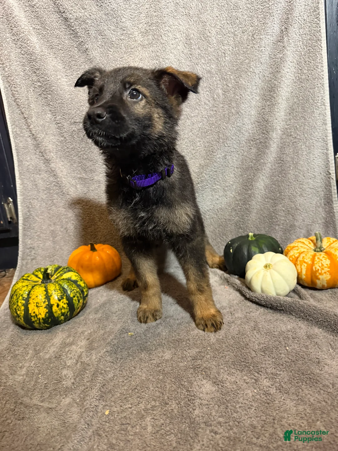 German Shepherd dogs for sale: Emily (Purple Collar Female)  - Ad 2