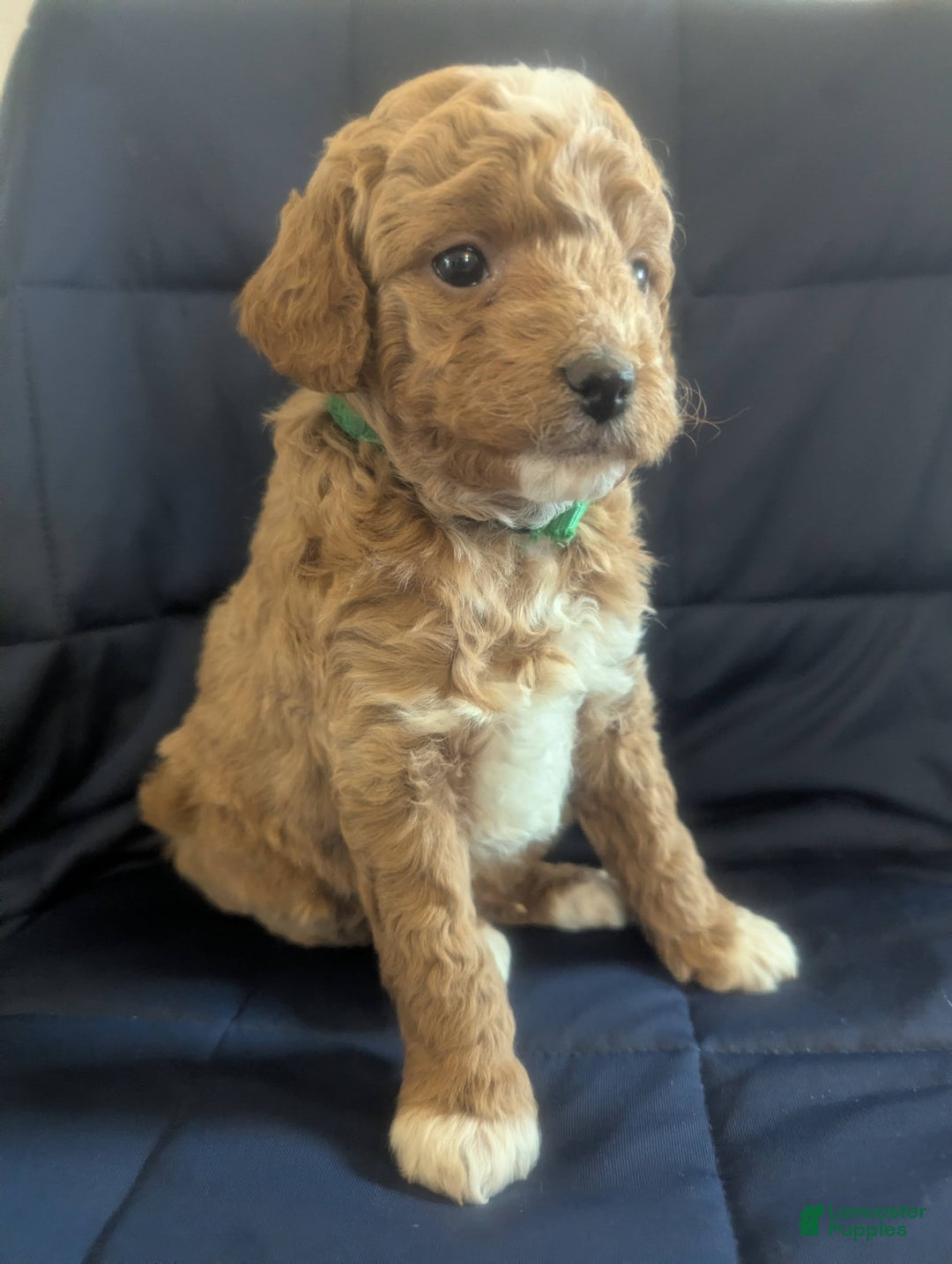 Mini Goldendoodle dogs for sale: Norman - Ad 5