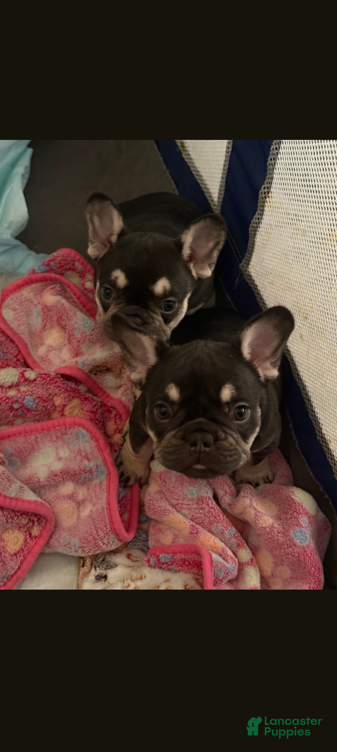 French Bulldog dogs Dolce - Ad 2