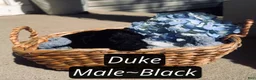 Pomapoo dogs for sale: Duke  - Ad 2