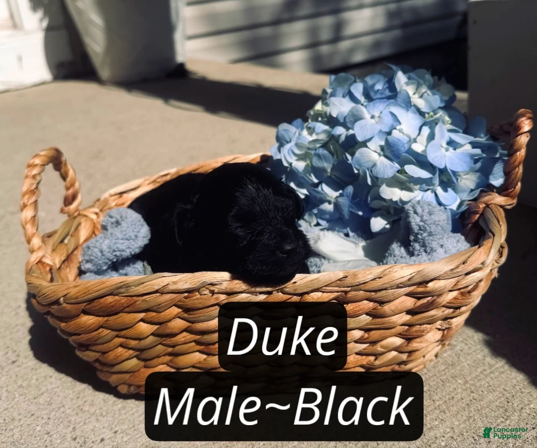 Pomapoo dogs for sale: Duke  - Ad 2