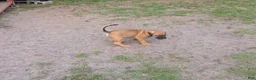 Cane Corso dogs for sale: Chewbacca (Chewy) - Ad 1