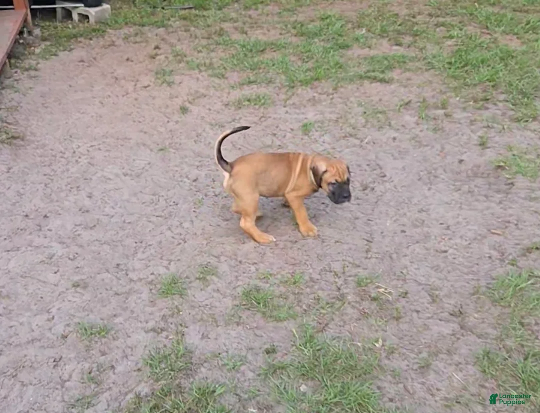 Cane Corso dogs for sale: Chewbacca (Chewy) - Ad 1