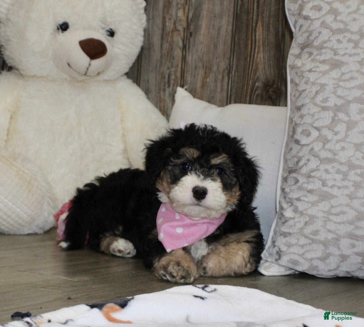 Mini Bernedoodle dogs Lambie  - Ad 2