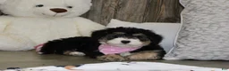 Mini Bernedoodle dogs for sale: Lambie  - Ad 2