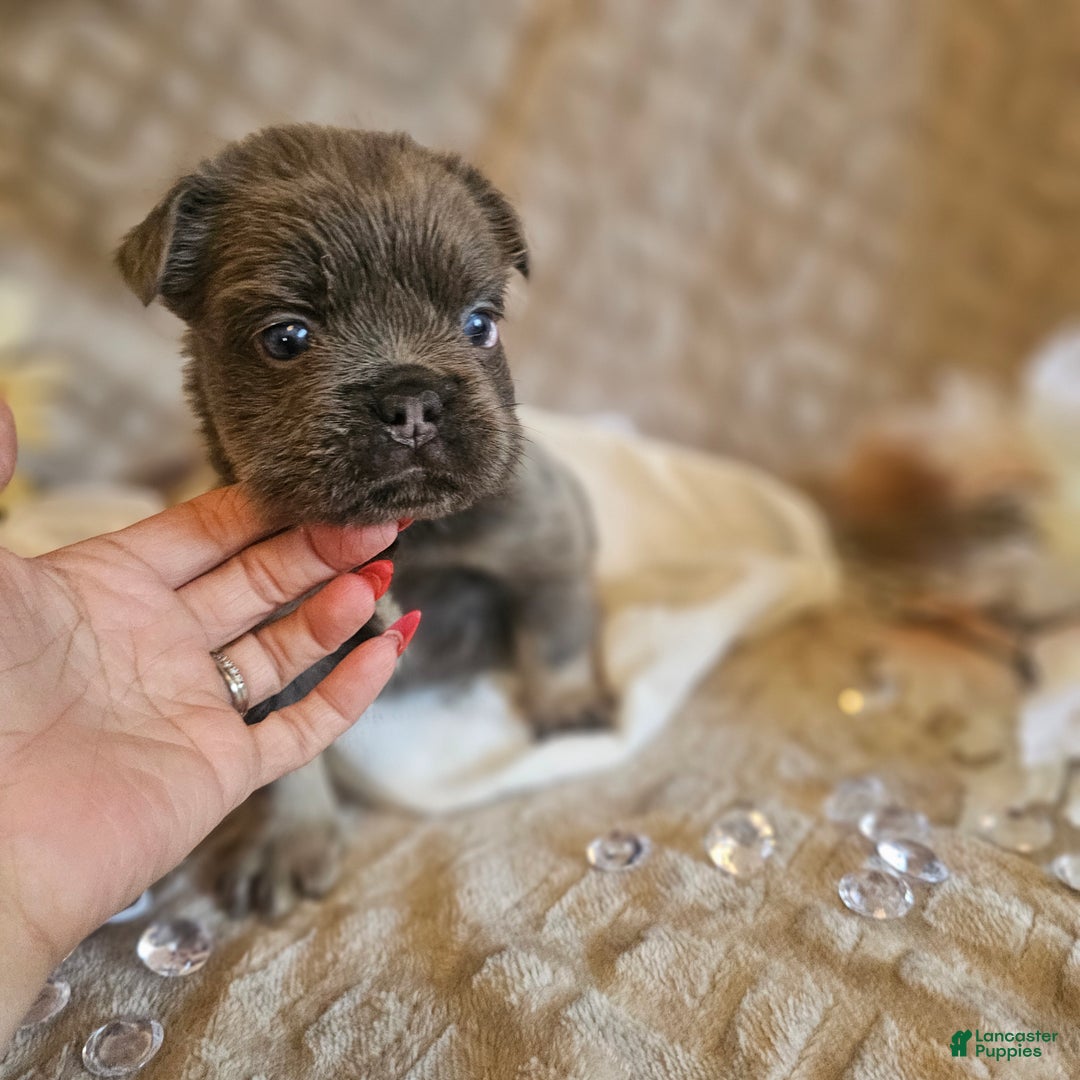 French Bulldog dogs for sale: Velour AKC Fluffy Carrier  - Ad 35