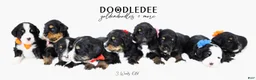 Bernedoodle dogs for sale: Bernedoodle Puppy - Ad 3