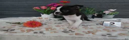 Boston Terrier dogs for sale: Boston Terrier 2 Macy - Ad 6