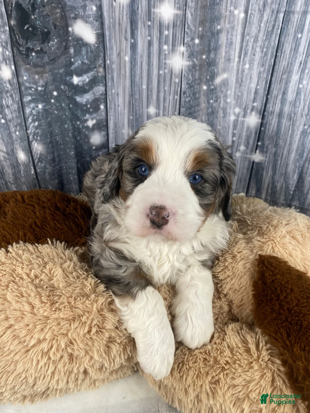 Mixed Breed dogs for sale: Rylan - Ad 10