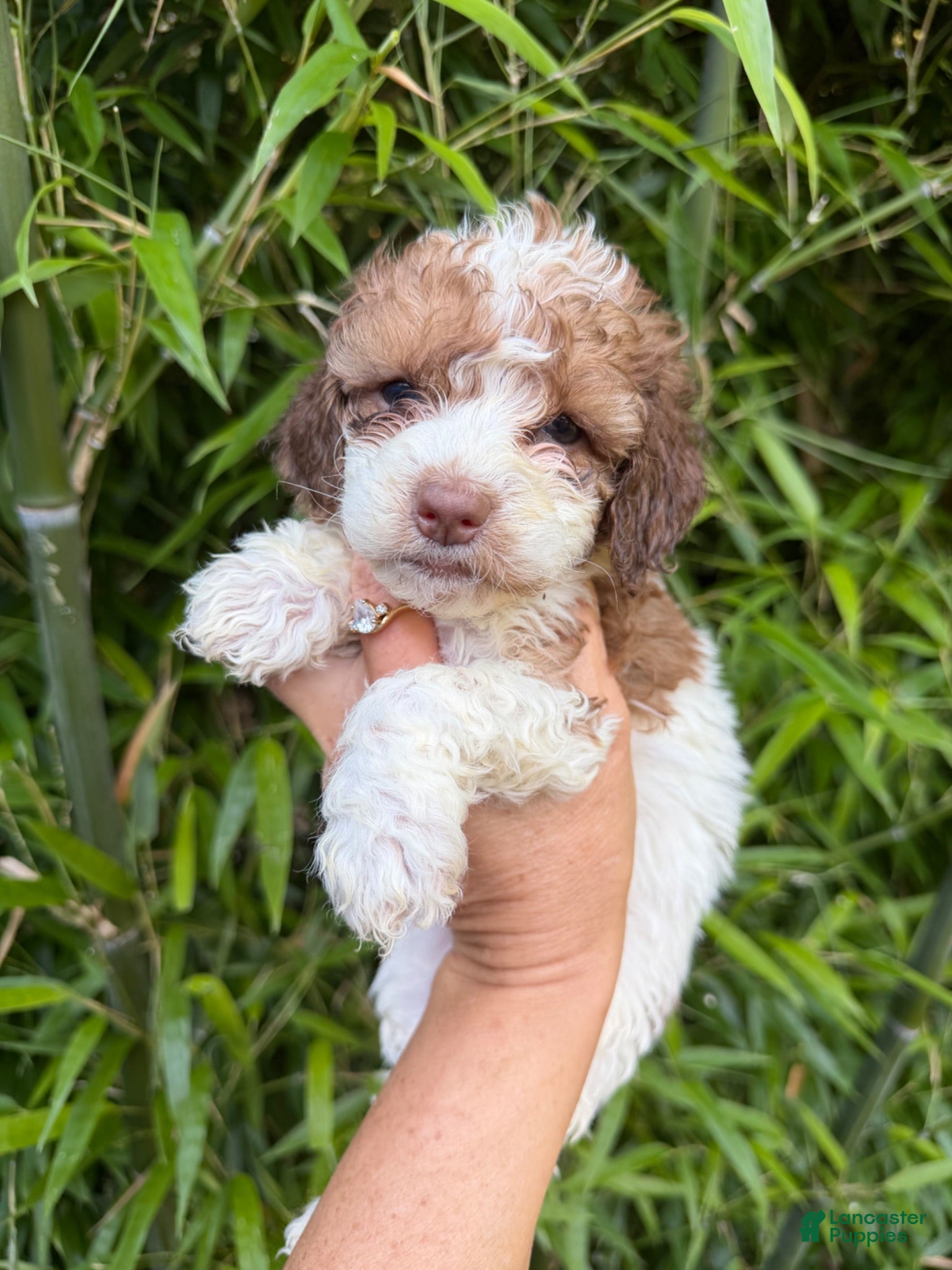 Cockapoo dogs Cockapoo Puppy 3 - Ad 27