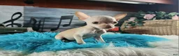 Chihuahua dogs for sale: Vanillas Teacup Boy. Hand Delivery  - Ad 9