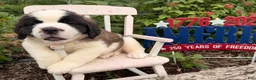 Saint Bernard dogs for sale:  Bix - Ad 3