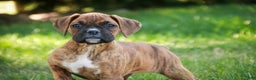 Boxer dogs for sale: Gemma - Ad 1