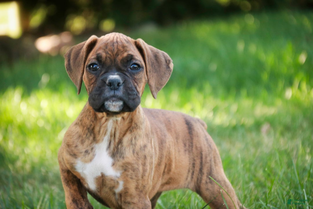 Boxer dogs for sale: Gemma - Ad 1