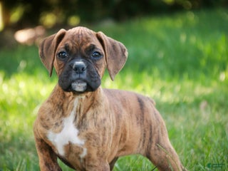 Boxer dogs Gemma - Ad 41
