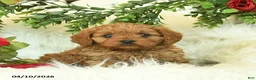Cavapoo dogs for sale: Tessie  - Ad 3