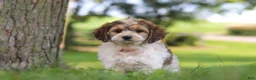 Cockapoo dogs for sale: Angela - Ad 6