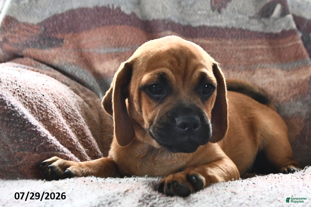 Puggle dogs Stardust    - Ad 2