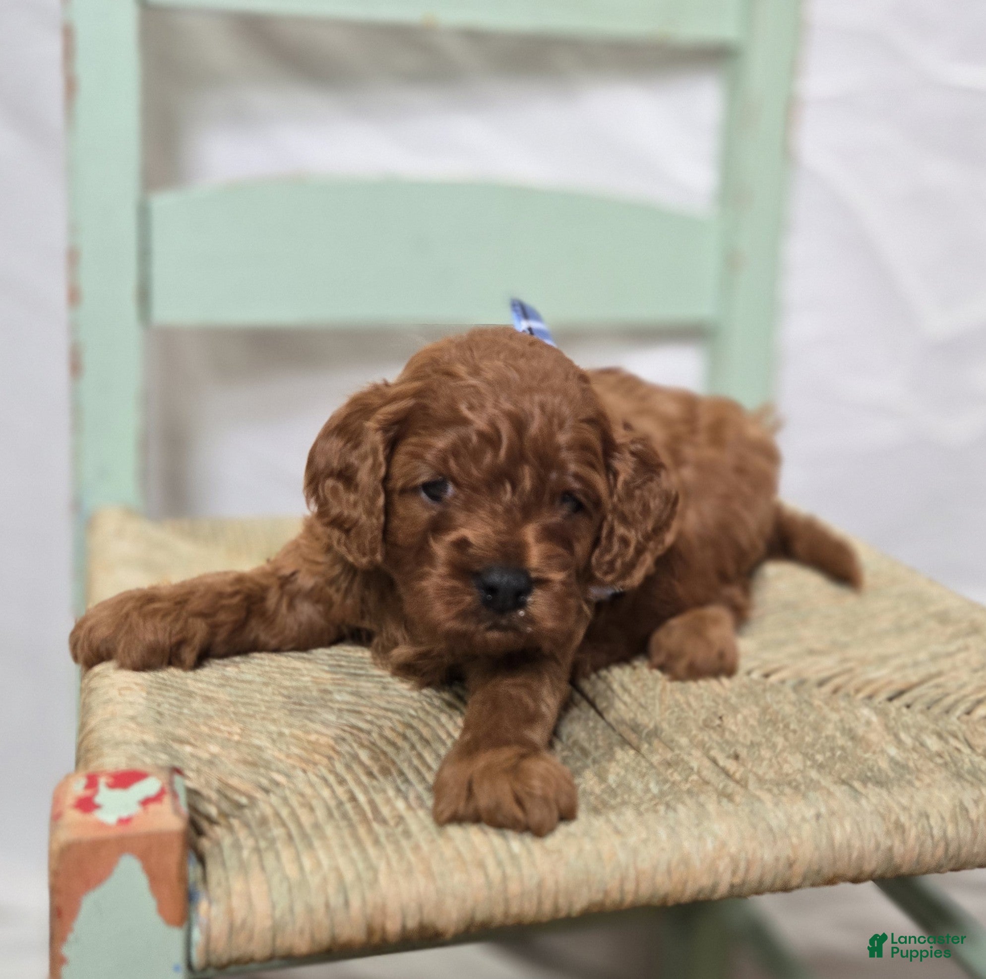 Cavapoo dogs Trigger - Ad 39