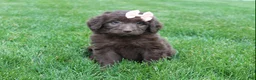 Mini Aussiedoodle dogs for sale: Callie - Ad 3